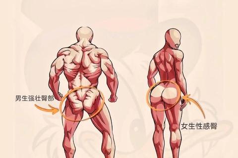 臀部瘦小男性运势解析-体型特征与人生运程关联探究