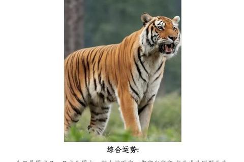 2019属虎人运势逐月解析:吉星助力与破太岁挑战 2019属虎人运势逐月解析:吉星助力与破太岁挑战