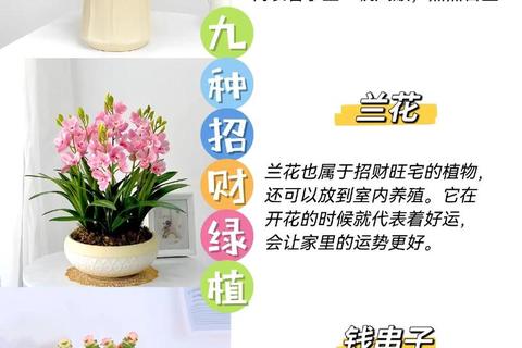 祥瑞花卉开运指南：十五种旺财纳福的吉祥植物推荐