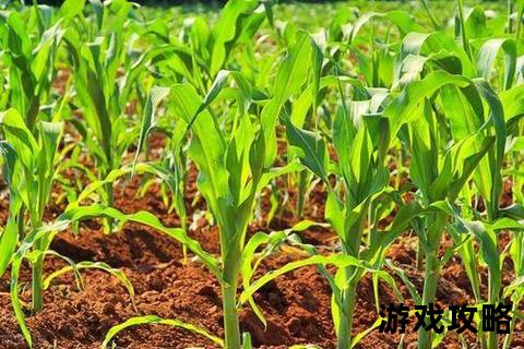开心庄园高效经营攻略:从种植到升级全流程技巧解析 开心庄园高效经营攻略:从种植到升级全流程技巧解析
