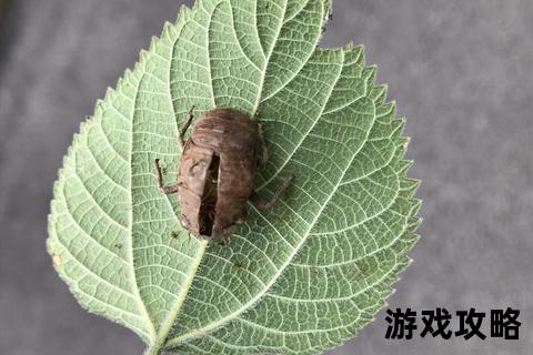 绿叶攻略:从陪衬到焦点的蜕变法则与实战策略