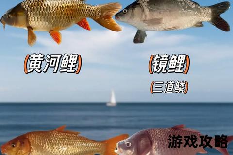鲤鱼全攻略：养殖技巧_垂钓秘籍_烹饪方法全解析