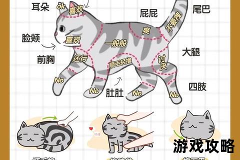 萌星人饲养指南：从新手到专家的科学养猫全攻略