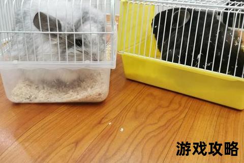 龙猫攻略指南:饲养技巧、常见问题与实用心得分享 龙猫攻略指南:饲养技巧、常见问题与实用心得分享