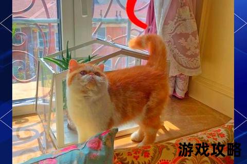 加菲猫饲养全攻略：从新手到高手的养成秘籍与互动技巧