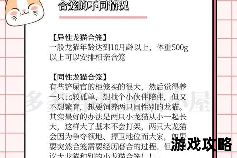 龙猫饲养全攻略：环境布置_饮食管理及日常护理要点