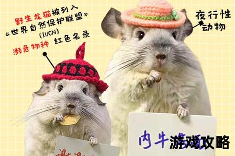 龙猫饲养全攻略：环境布置_饮食管理及日常护理要点