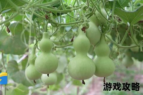 葫芦