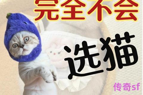《传奇网通私服发布站萌新避坑宝典：防骗技巧与选服攻略全解析》