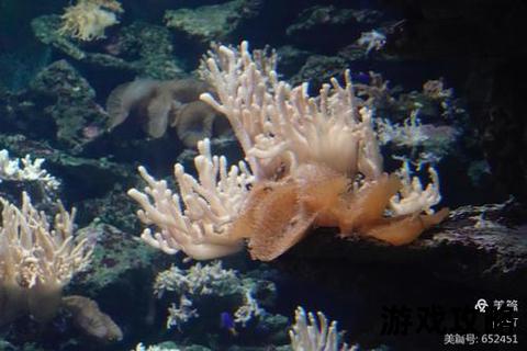 鬼岛珊瑚攻略-深海迷城探秘与隐藏路线全解析