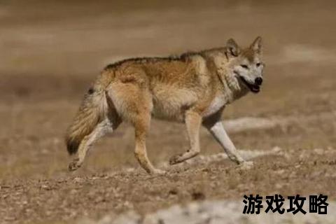 暗藏危机的生存指南：识别与应对身边狼群威胁攻略