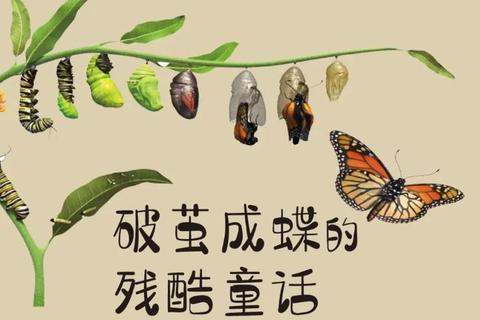 破茧与化蝶：挑战中的成长密码