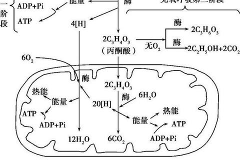 702药理真题解析_核心考点精讲与高频题型突破指南