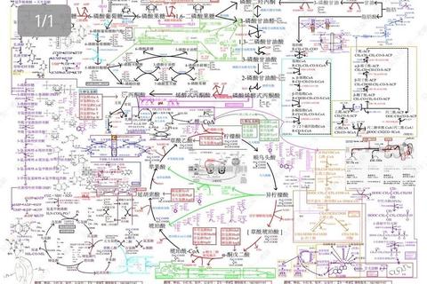 生物化学考研代谢专题解析：关键反应路径与实验设计精讲