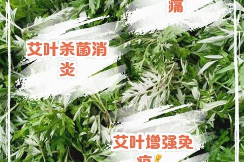 艾草治疗妇科病的中医解析：温经散寒与调经止痛的疗效