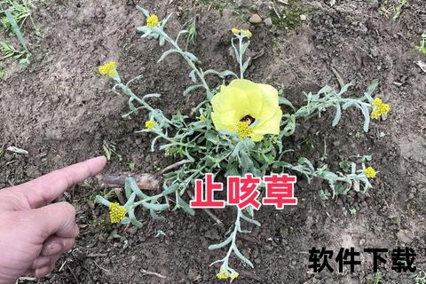 蛇根草：活血调经与祛痰止咳的多重功效解析