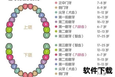 儿童换牙顺序全解析:6-12岁各阶段详解