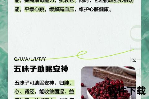北五味子核心功效解析：滋补强身_护肝益智与免疫调节作用