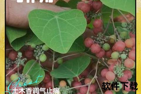 木香功效解析：行气止痛_健脾消食与抗菌消炎作用探秘