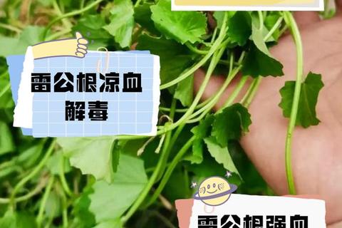 雷公根功效与作用：清热解毒_活血消肿及健康应用解析