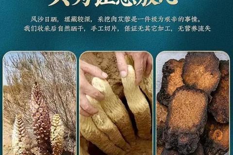 银杏肉苁蓉:核心功效解析与健康作用详解