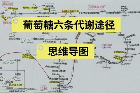 多维葡萄糖：能量代谢_免疫调节与健康促进的核心作用解析