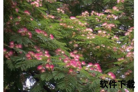 合欢花：舒缓压力与改善睡眠的天然植物解析