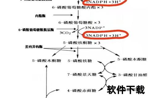 蚕豆病致新生儿黄疸_病因机制与防治策略解析