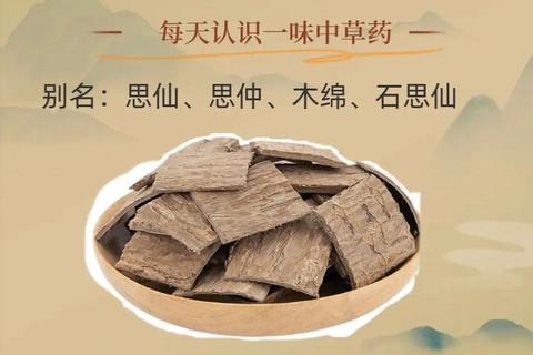 杜仲功效与作用全解_补肝肾-强筋骨-降血压及安胎益处
