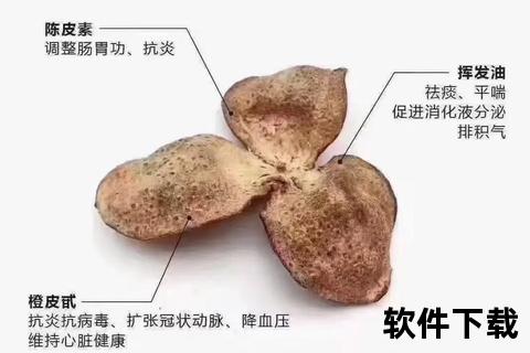 五皮风：清热解毒_止咳化痰_解毒消肿全解析