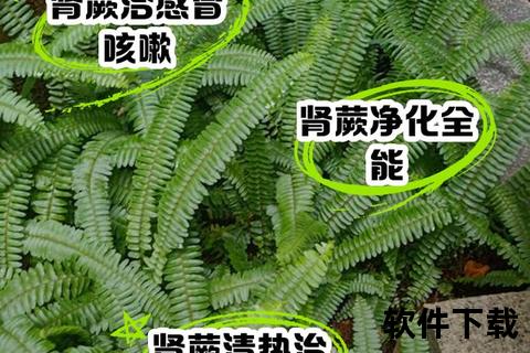 肾经草功效与作用解析：传统草药与现代健康应用探秘