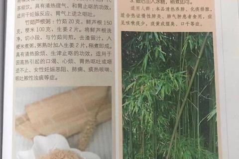 竹茹的四大核心功效：清热化痰_除烦止呕_抗菌抗氧化_安胎止血