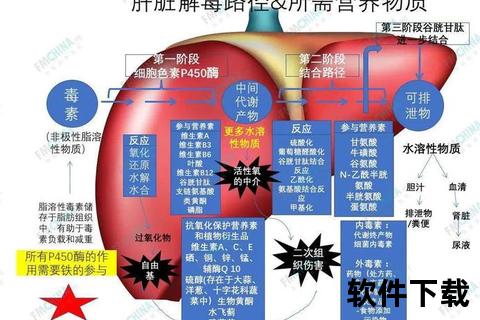 肝的核心功能解析：代谢解毒与人体健康的关键调控机制