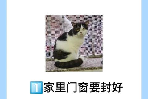 猫咪叫声似婴儿啼哭：发情期与生理结构全解析