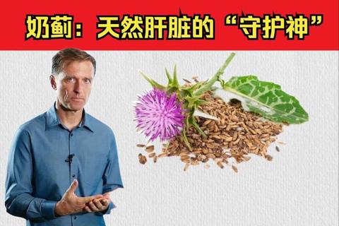 奶蓟核心作用：抗氧化解毒护肝及促进肝细胞再生