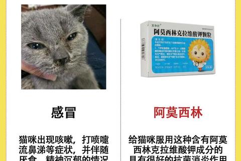 误食过期阿莫西林的风险警示_健康隐患与科学应对指南