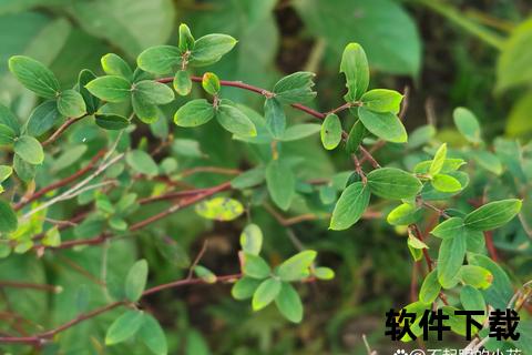 铁包金功效与作用详解:清热解毒_消肿止痛及跌打损伤良药
