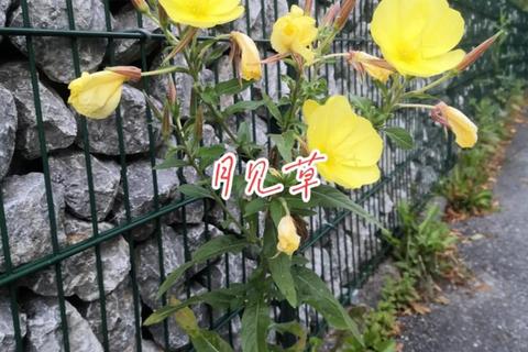 月见草：天然草本的健康功效与药用价值解析