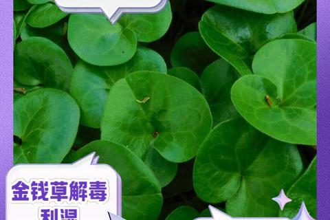 金钱草功效与作用解析:清热解毒-利尿排石及抗炎抗菌应用 金钱草功效与作用解析:清热解毒-利尿排石及抗炎抗菌应用