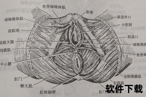 会阴位置解析：人体关键区域的生理功能与健康知识