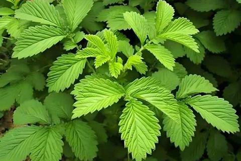 仙鹤草：天然止血剂与抗炎抗氧化功效的深度解析