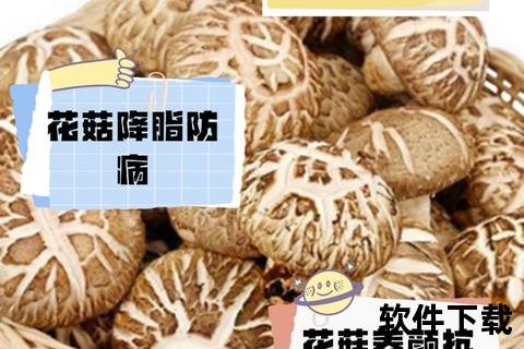 参茸片功效全解析：滋补强身与健康调理作用
