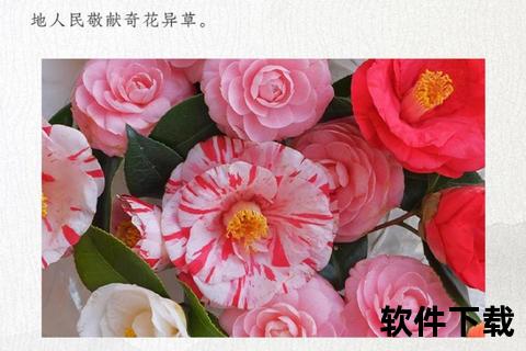 山茶花功效与作用全解析：美容养生及药用价值探秘