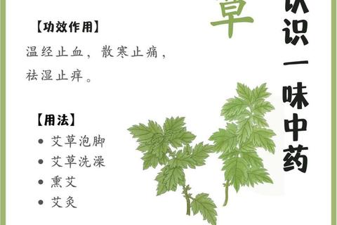 艾草能否治妇科病_功效与使用注意事项详解