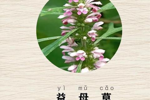 复方益母草胶囊：调经止痛_活血化瘀_改善循环三重功效解析