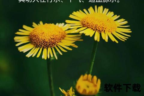 旋覆花功效解析：降气化痰_止咳止呕_行水利湿