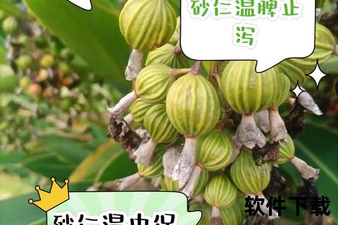 砂仁功效探析：行气调中与和胃醒脾的双重作用机制