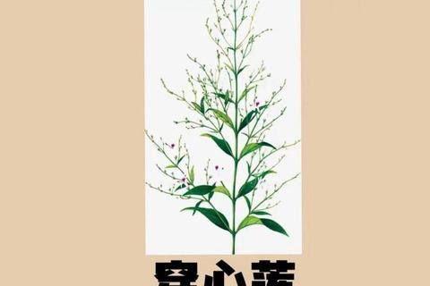 消炎利胆片核心成分解析：穿心莲-溪黄草-苦木的清热解毒作用