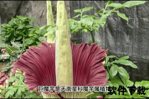 世界最大花卉之谜：大王花与巨魔芋的生态奥秘及尺寸对比