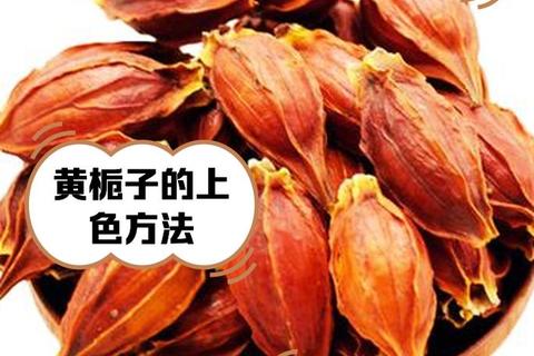 黄栀子功效与作用解析：清热解毒_护肝降火及美容保健价值